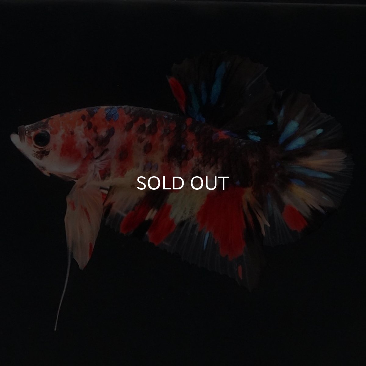 画像3: HMPK　キャンディ (3)