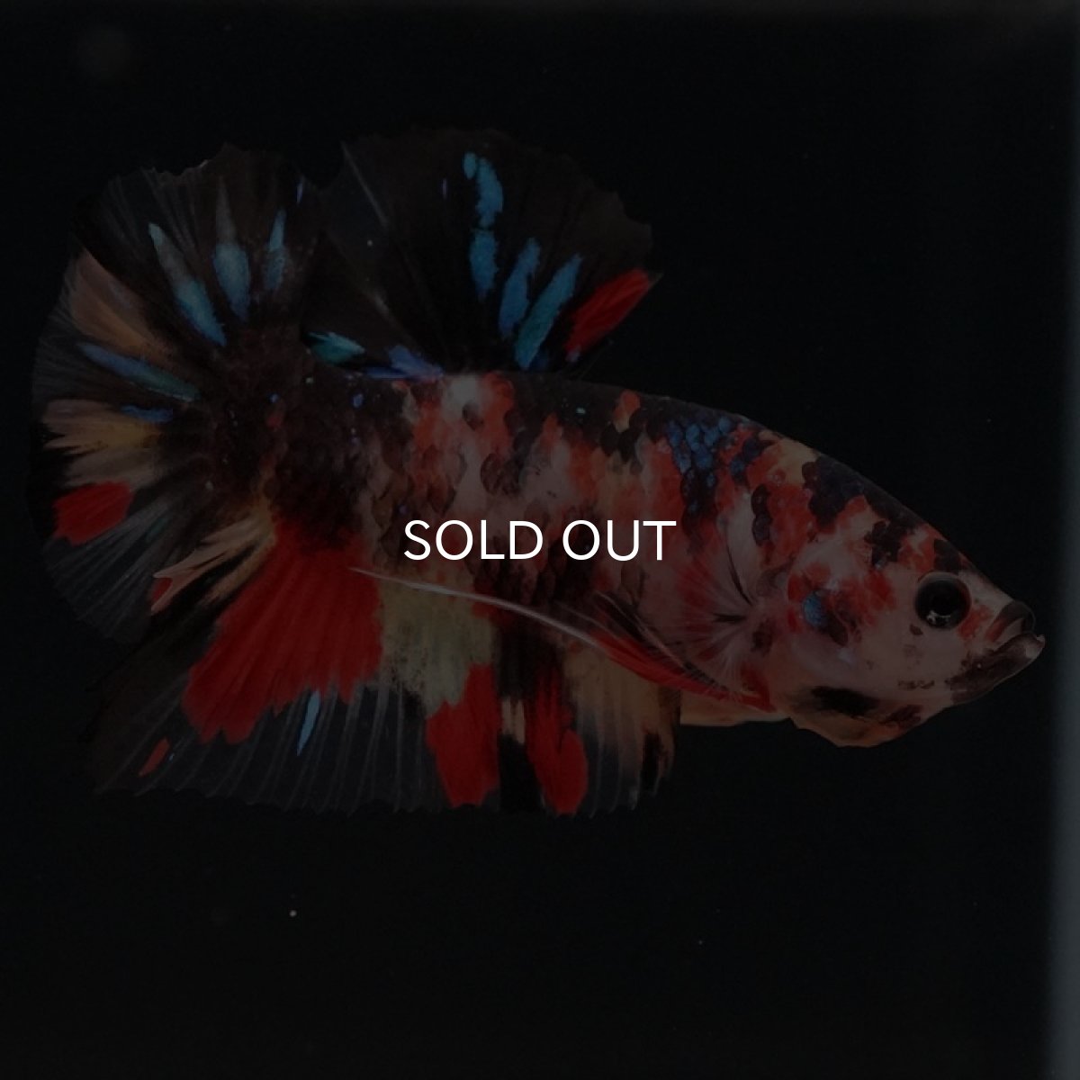 画像2: HMPK　キャンディ (2)