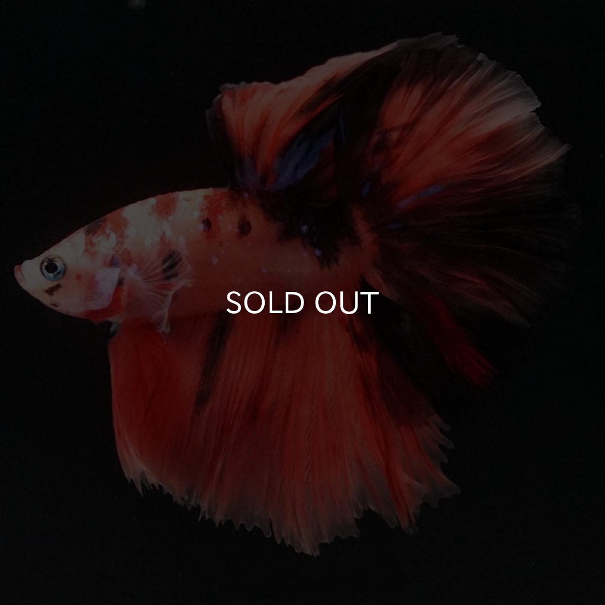 画像8: HM　キャンディ (8)