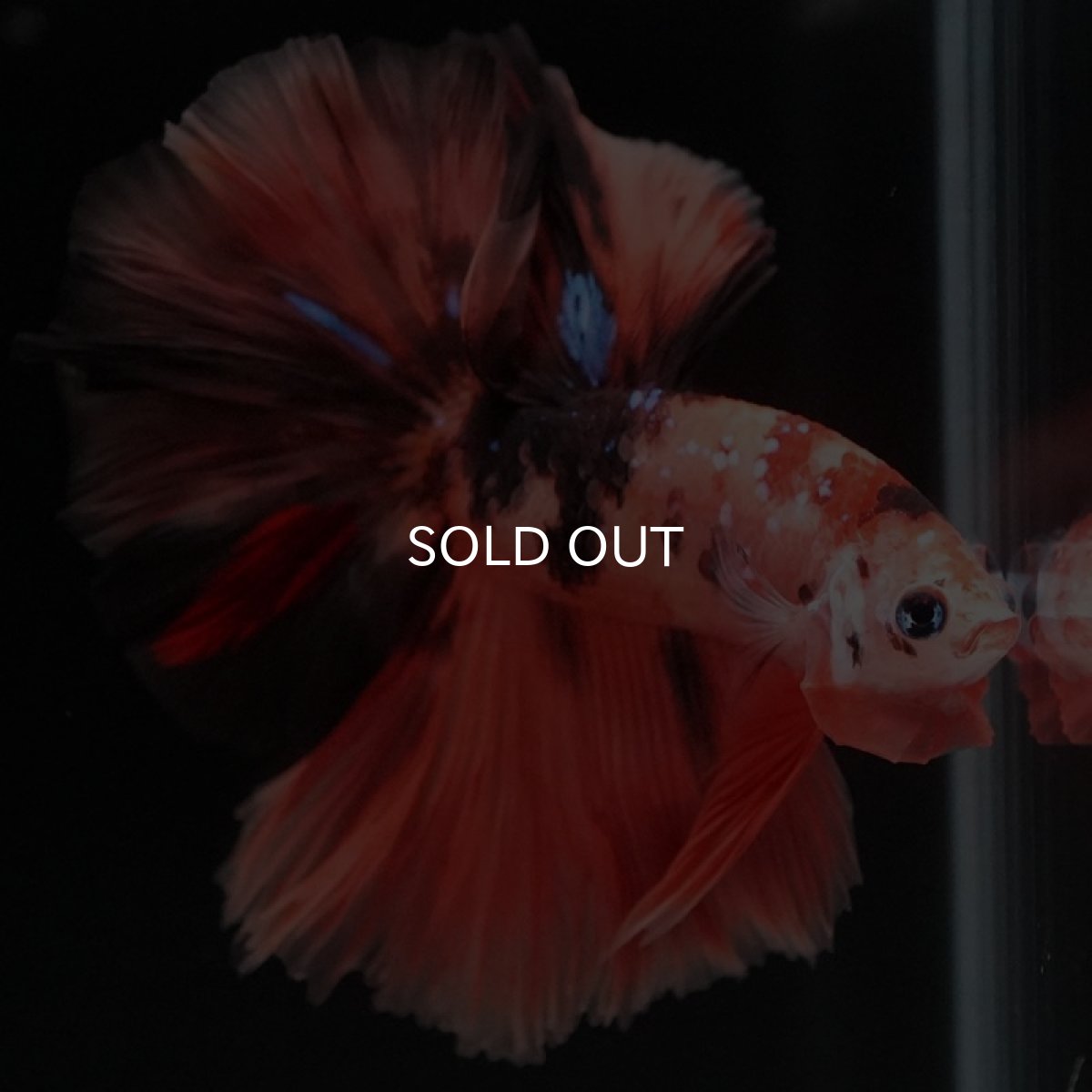 画像5: HM　キャンディ (5)