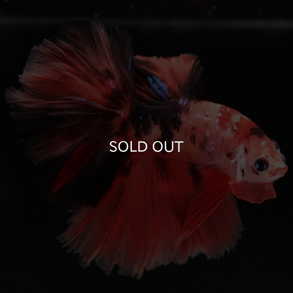 画像3: HM　キャンディ (3)