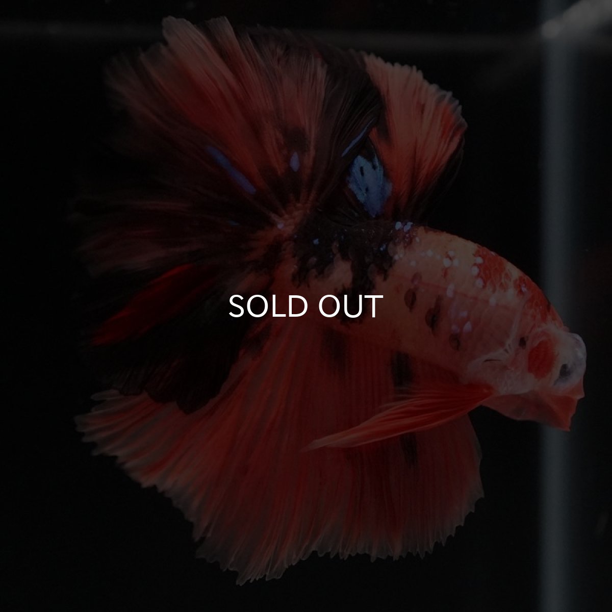 画像7: HM　キャンディ (7)