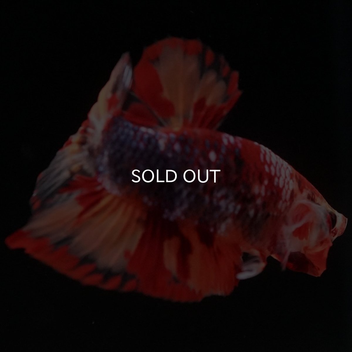 画像5: HMPK キャンディギャラクシー (5)