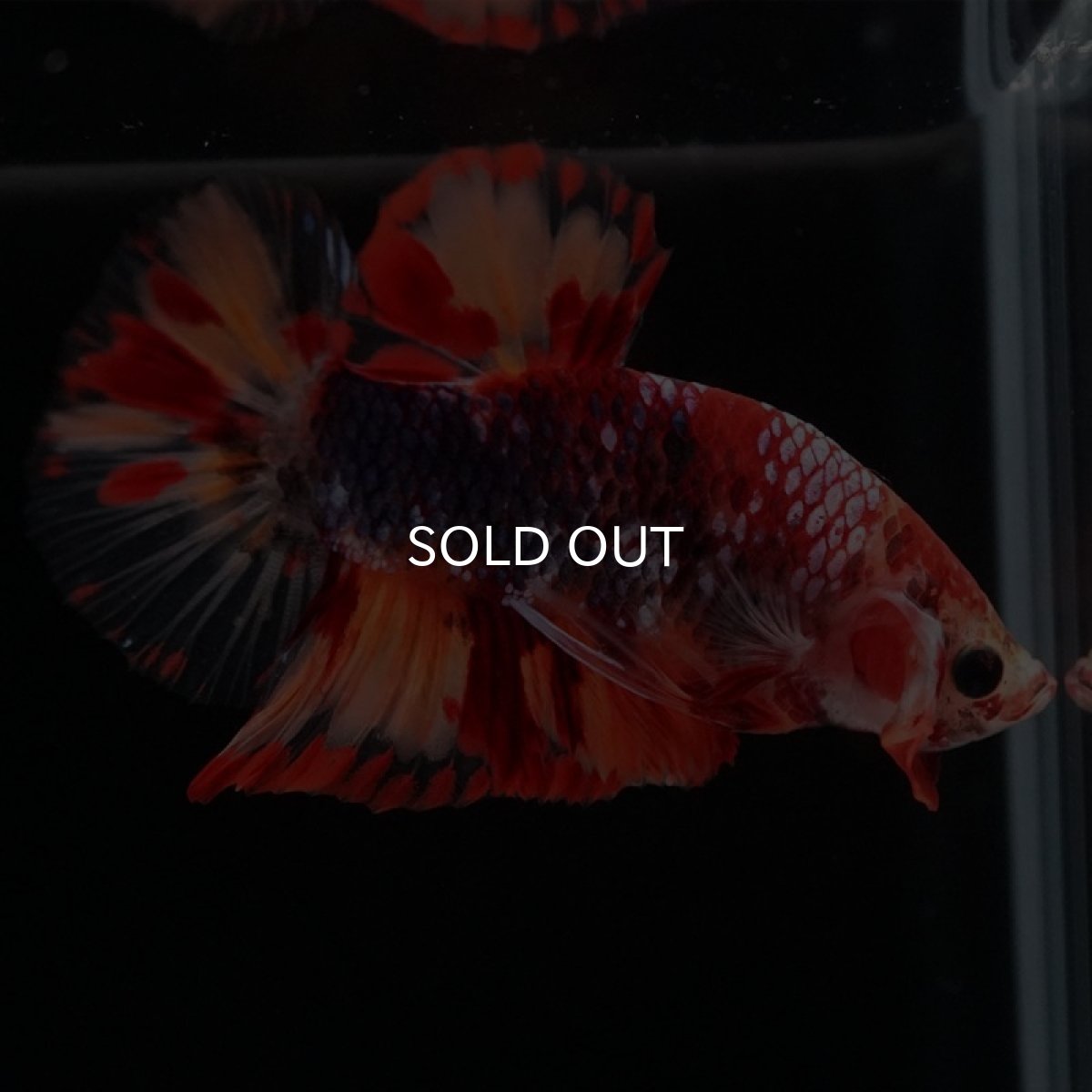 画像2: HMPK キャンディギャラクシー (2)