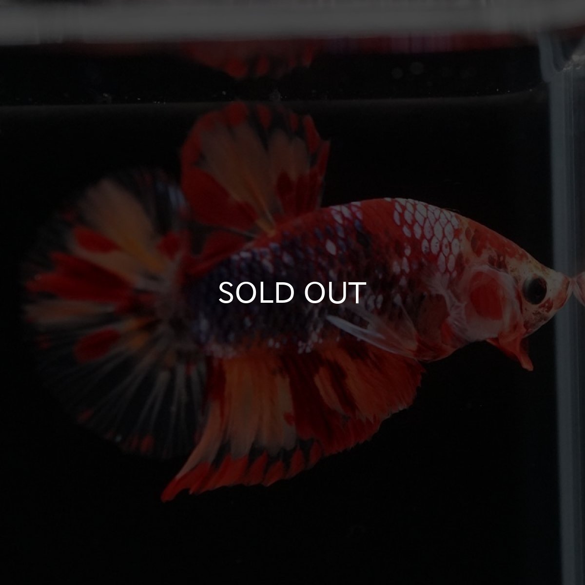 画像4: HMPK キャンディギャラクシー (4)