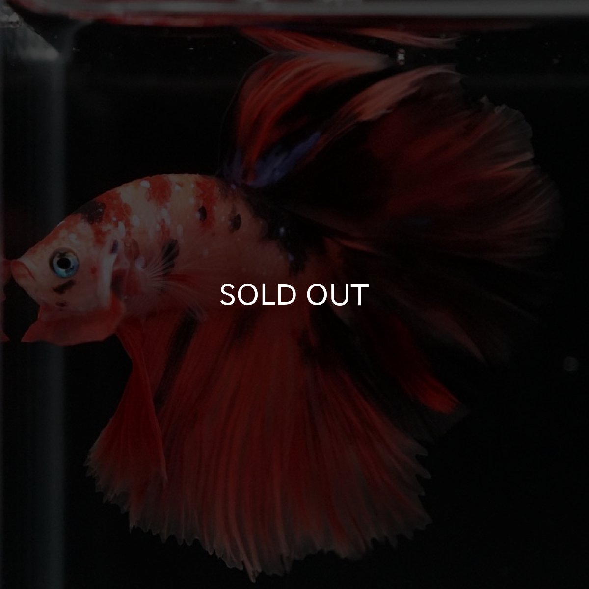 画像6: HM　キャンディ (6)