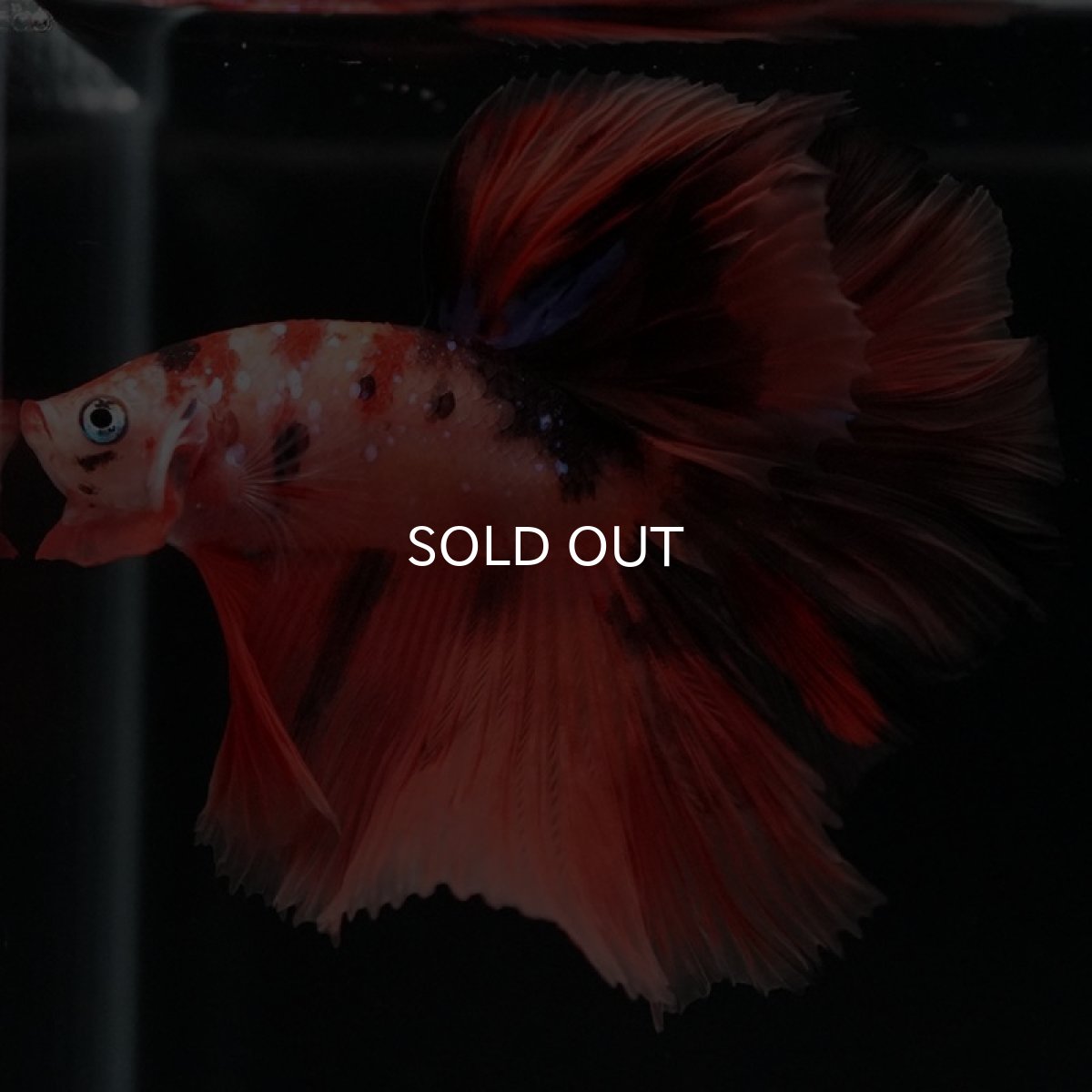 画像4: HM　キャンディ (4)