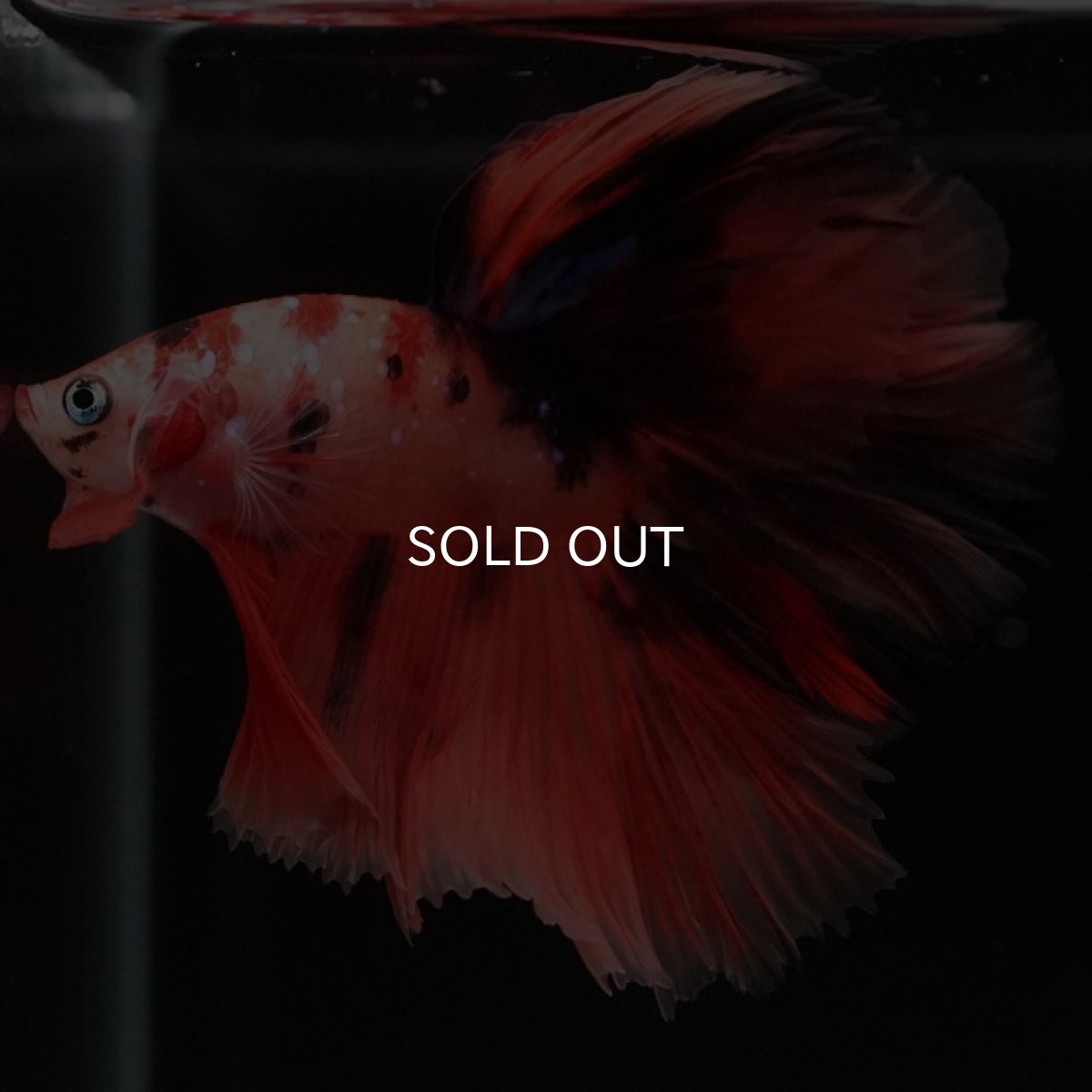 画像2: HM　キャンディ (2)