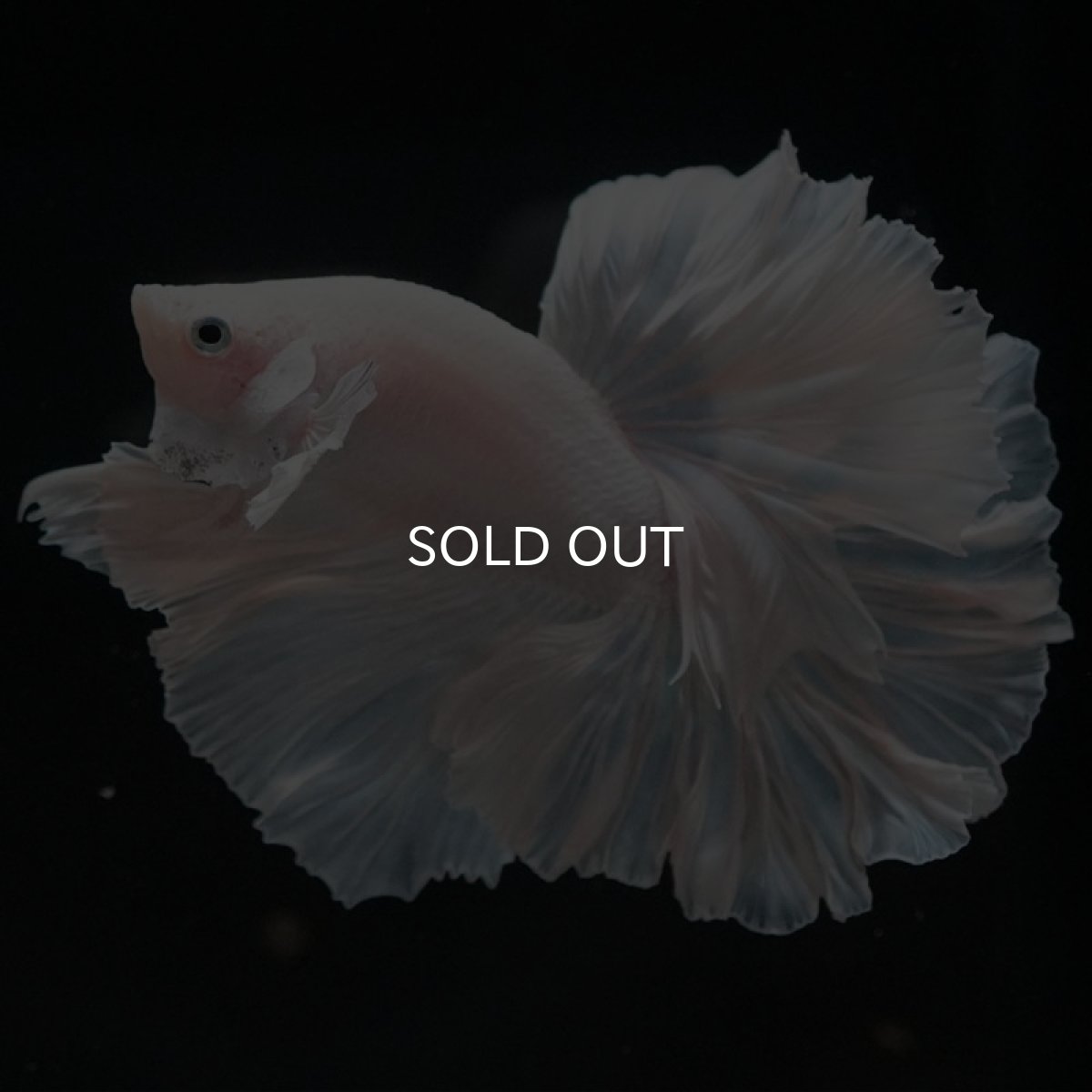 画像12: HM ホワイト ローズテール (12)