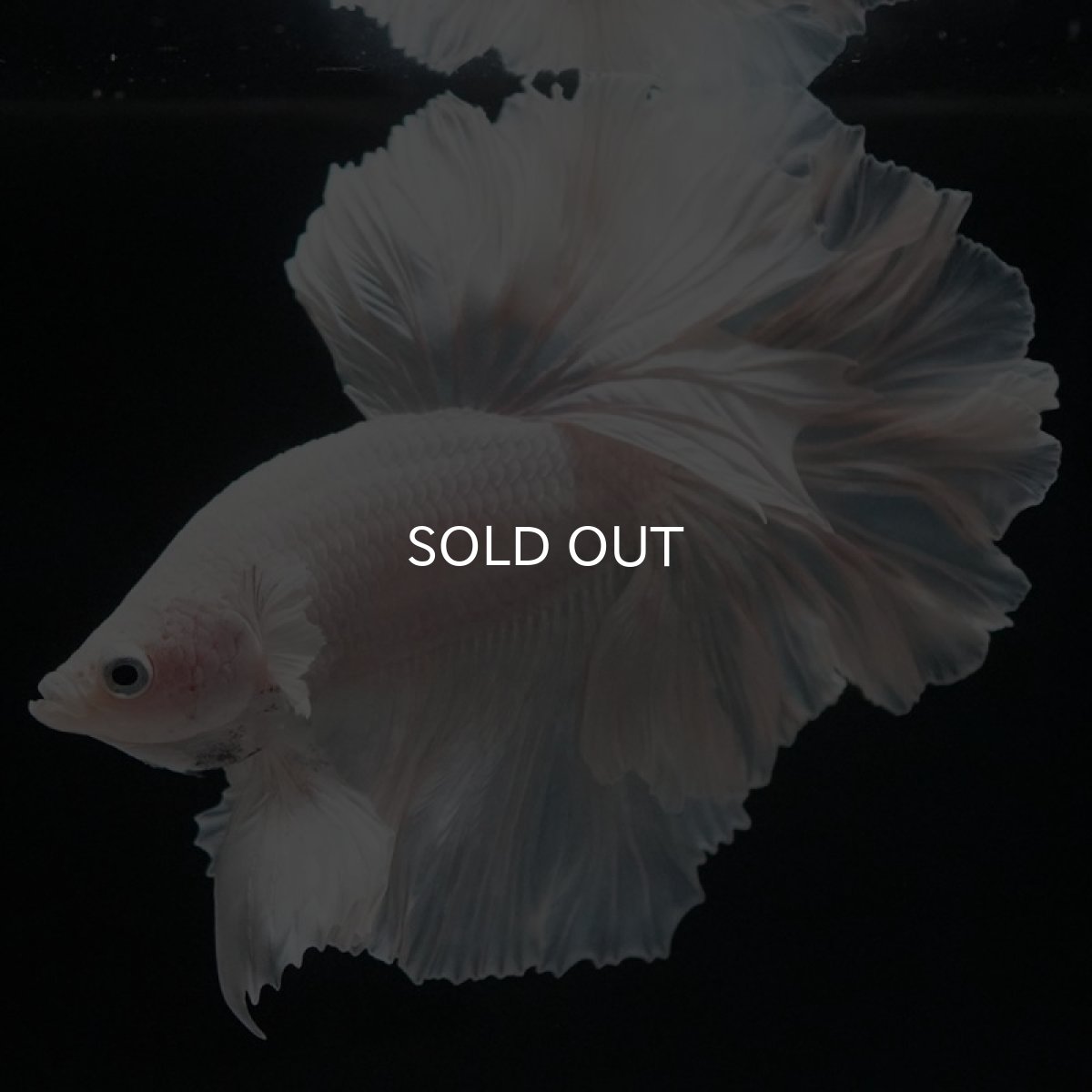 画像9: HM ホワイト ローズテール (9)