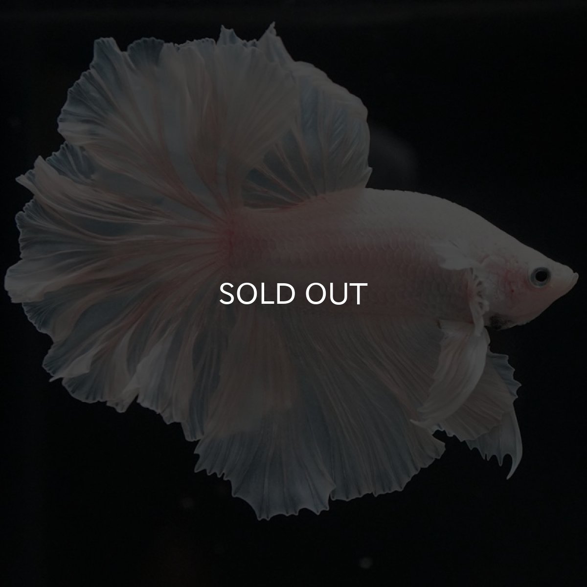 画像11: HM ホワイト ローズテール (11)