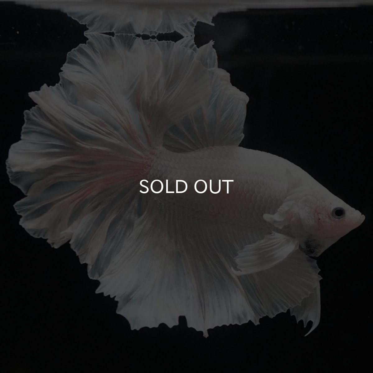 画像3: HM ホワイト ローズテール (3)