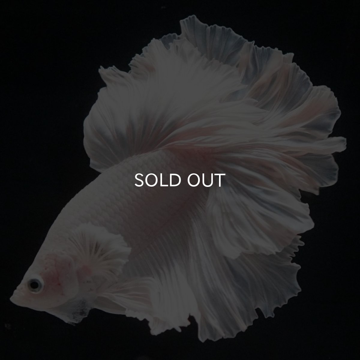 画像4: HM ホワイト ローズテール (4)