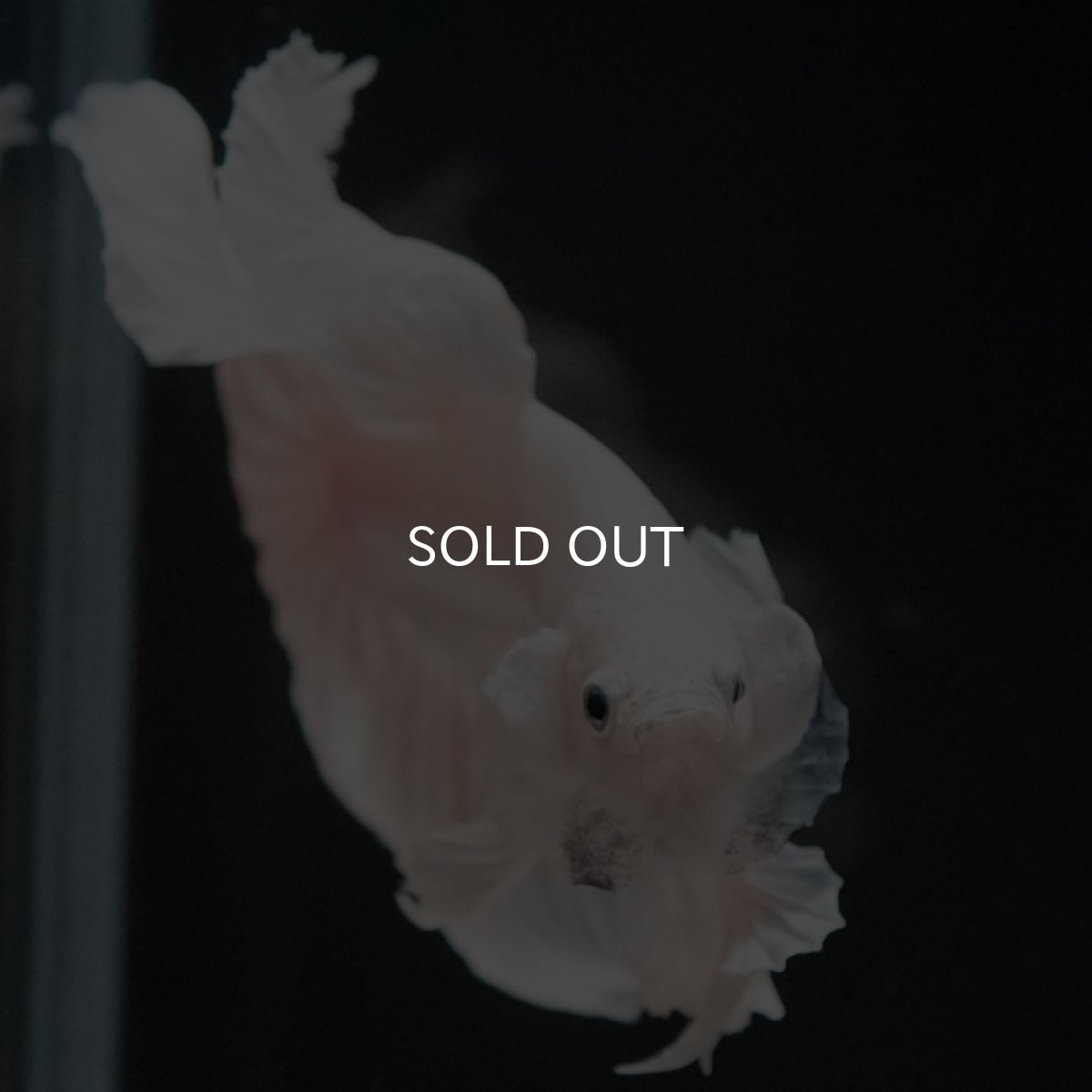 画像10: HM ホワイト ローズテール (10)