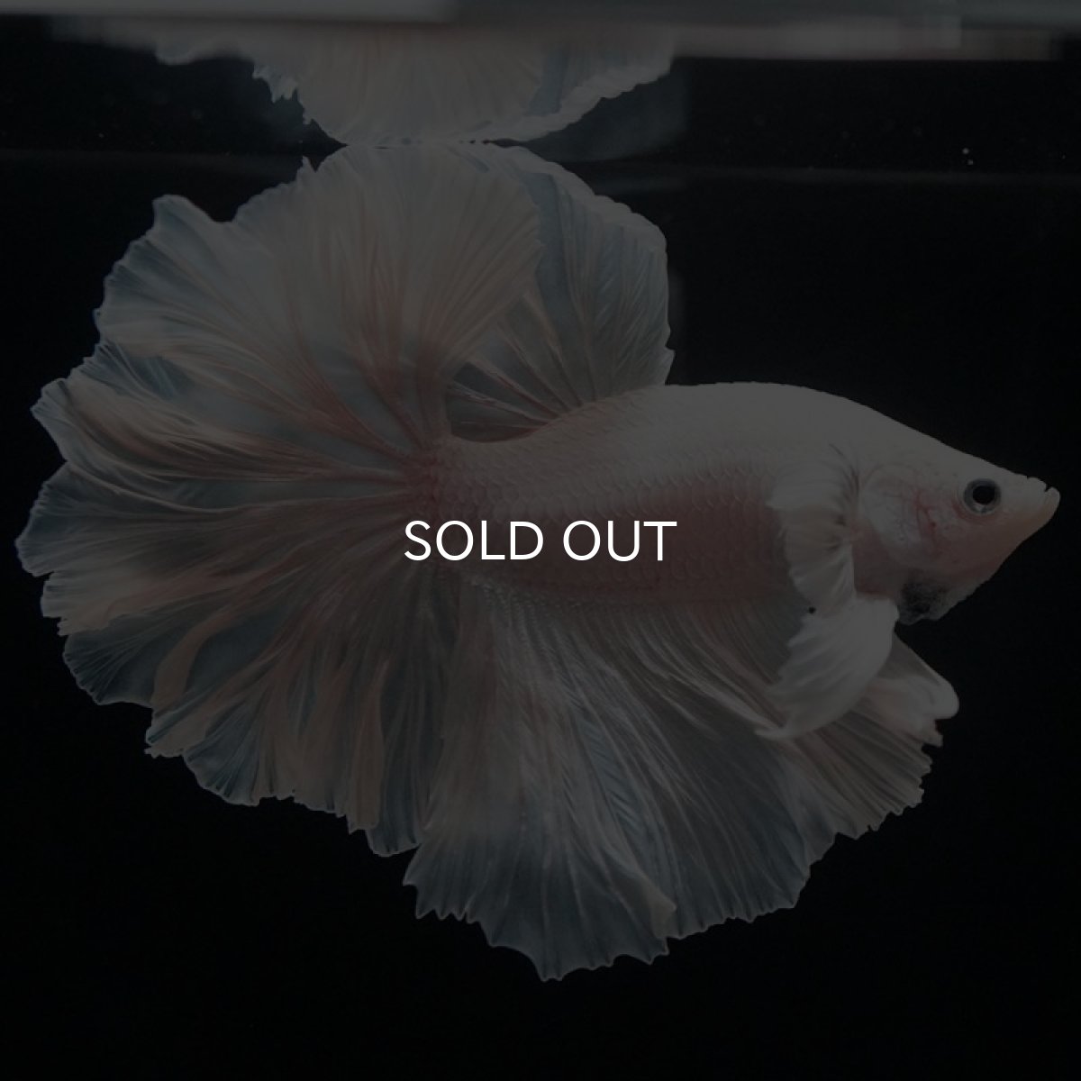 画像8: HM ホワイト ローズテール (8)