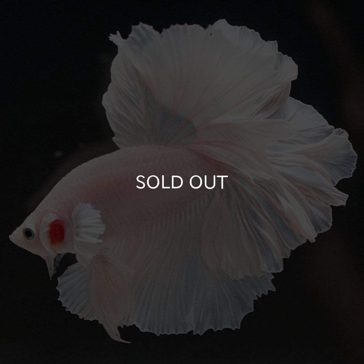 画像7: HM ホワイト ローズテール (7)