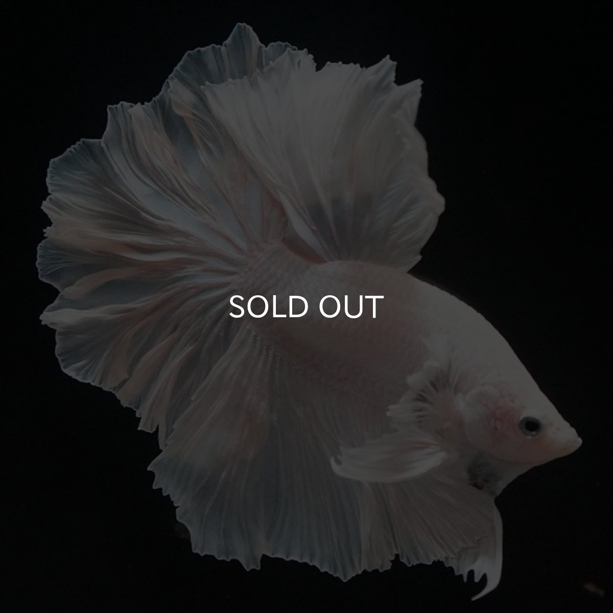 画像6: HM ホワイト ローズテール (6)