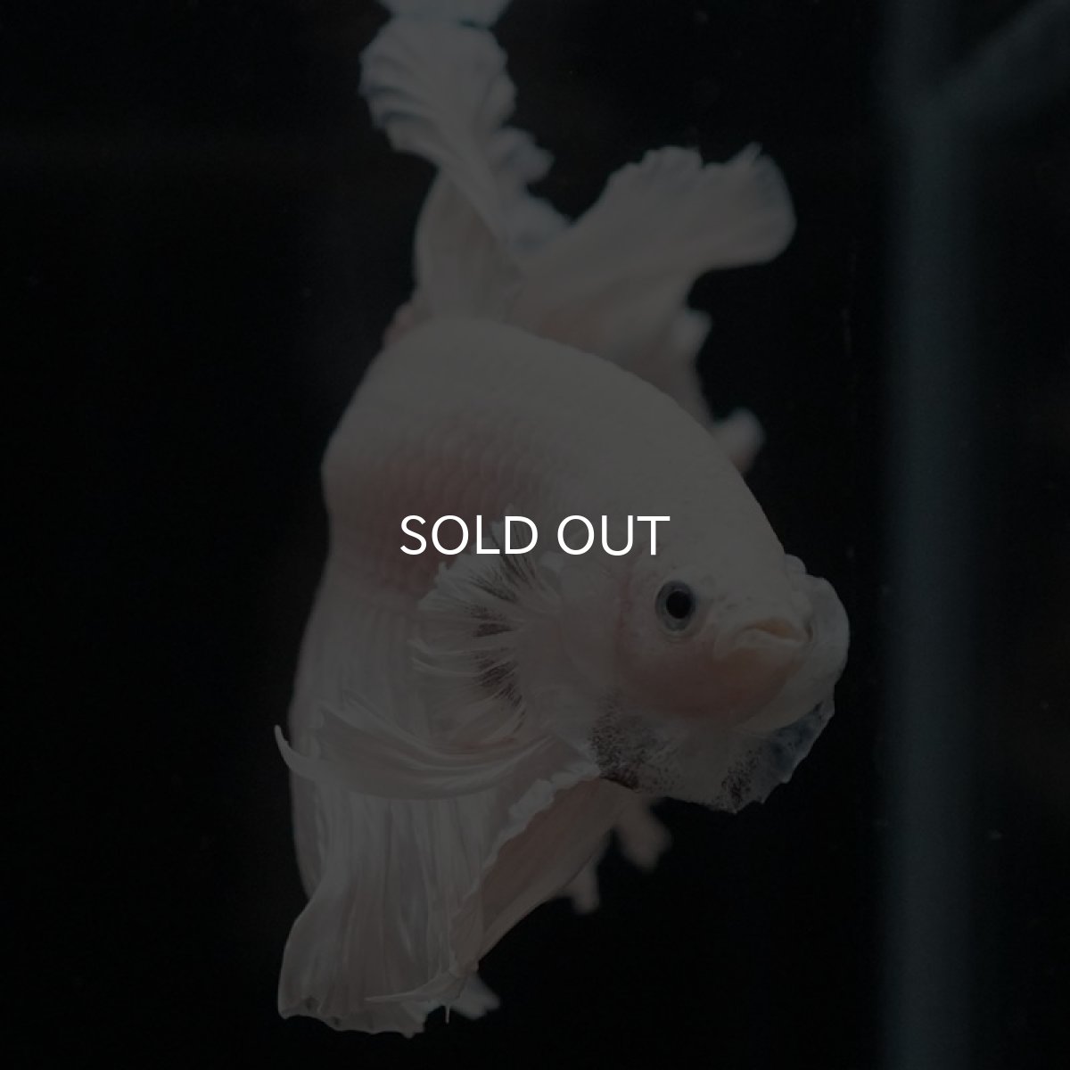 画像5: HM ホワイト ローズテール (5)