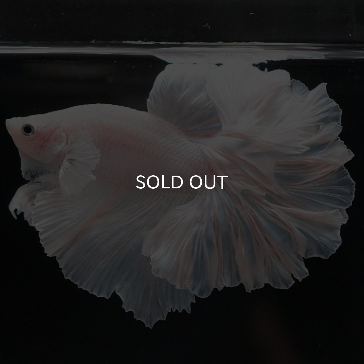 画像2: HM ホワイト ローズテール (2)