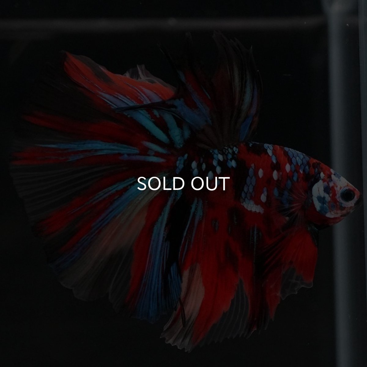 画像9: HM キャンディ (9)