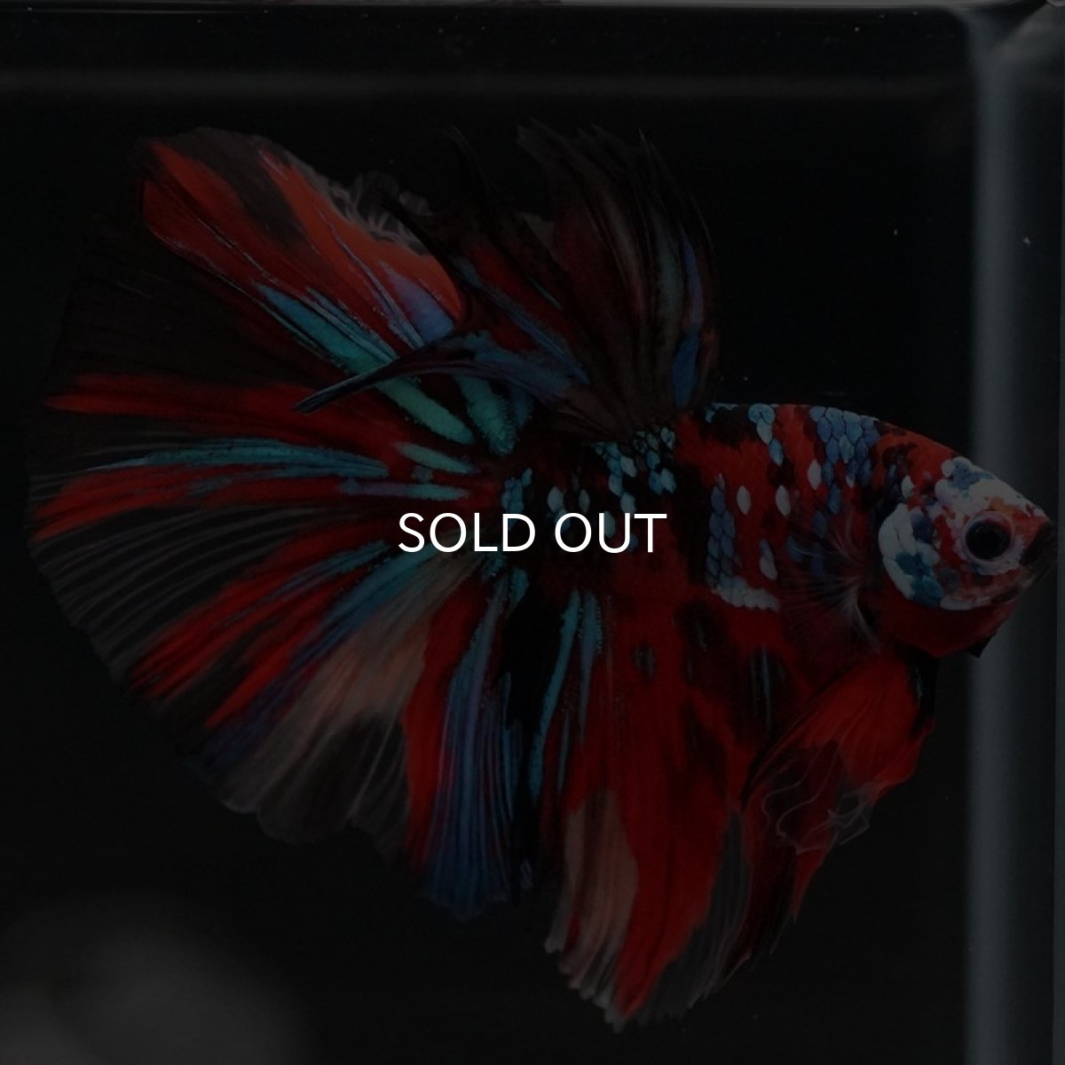 画像8: HM キャンディ (8)