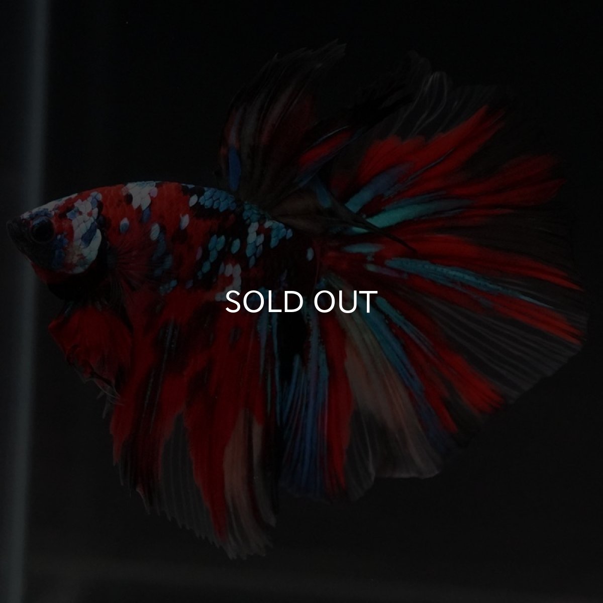 画像7: HM キャンディ (7)