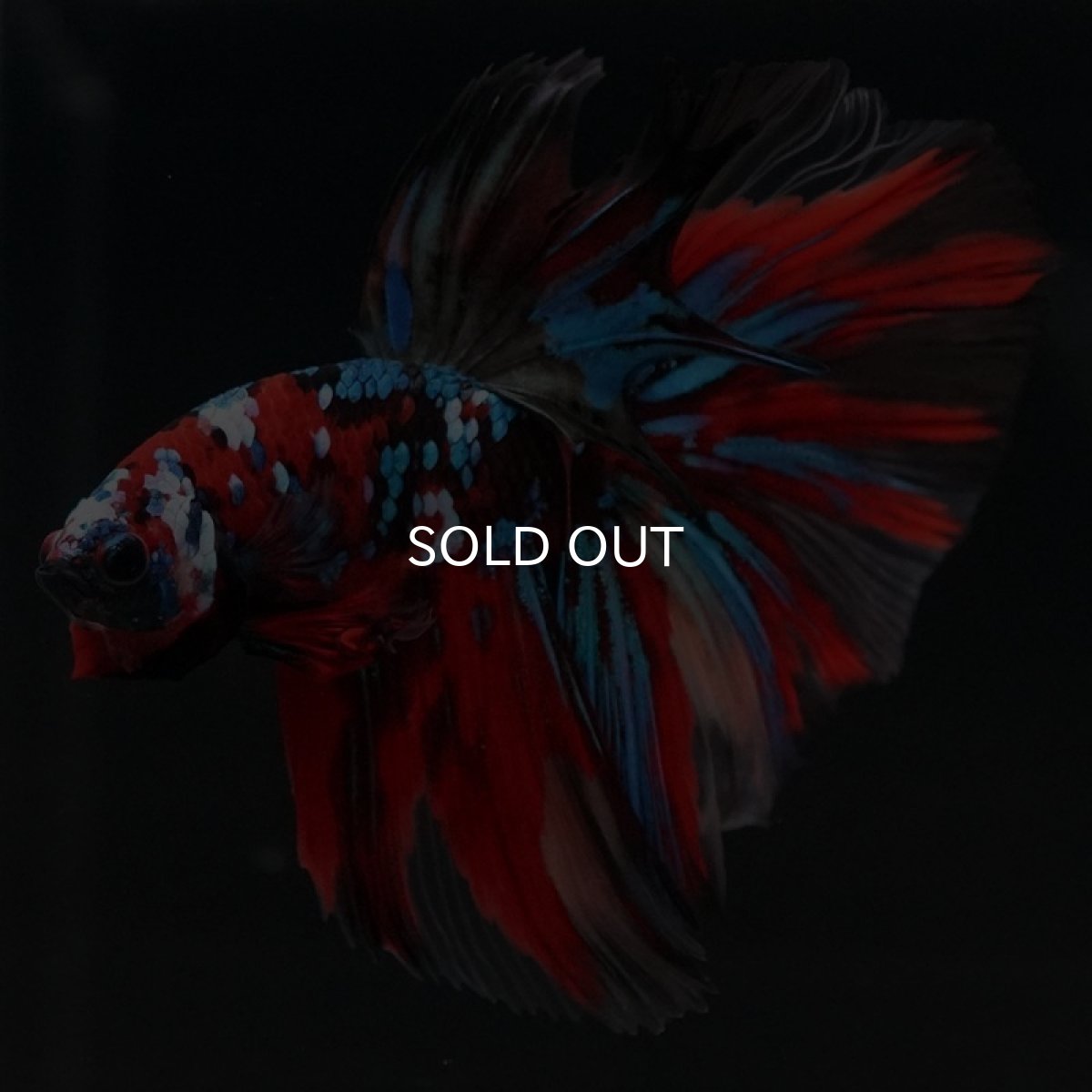 画像2: HM キャンディ (2)