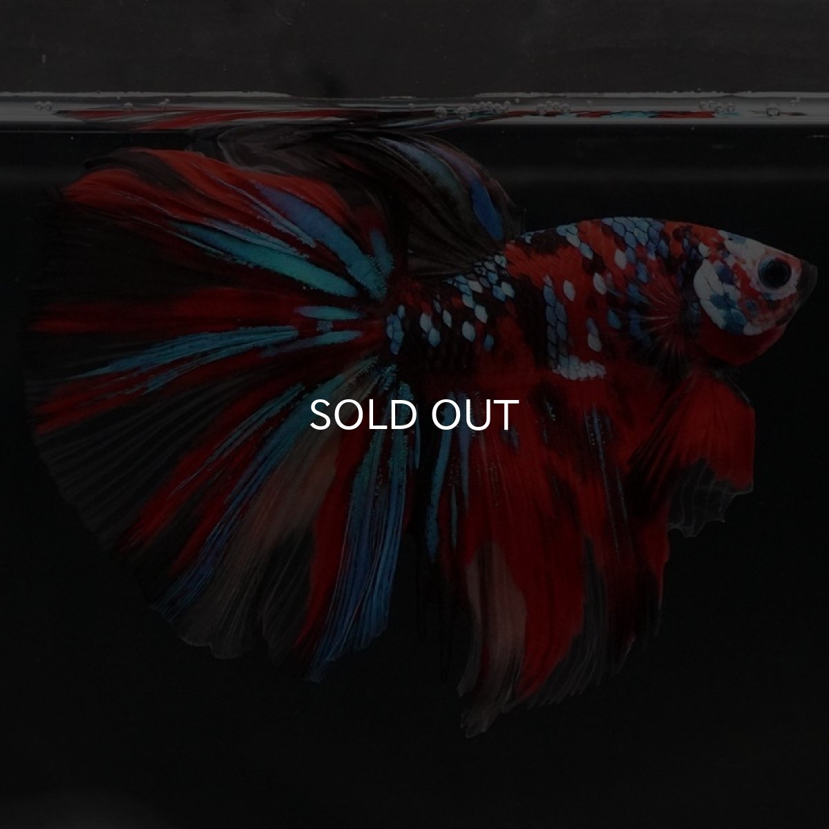 画像6: HM キャンディ (6)