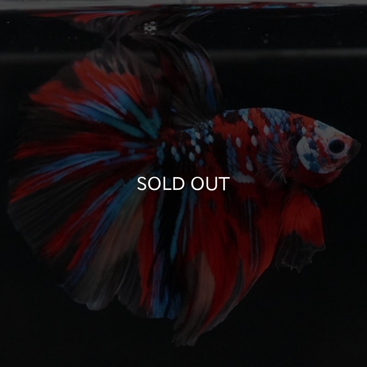 画像3: HM キャンディ (3)