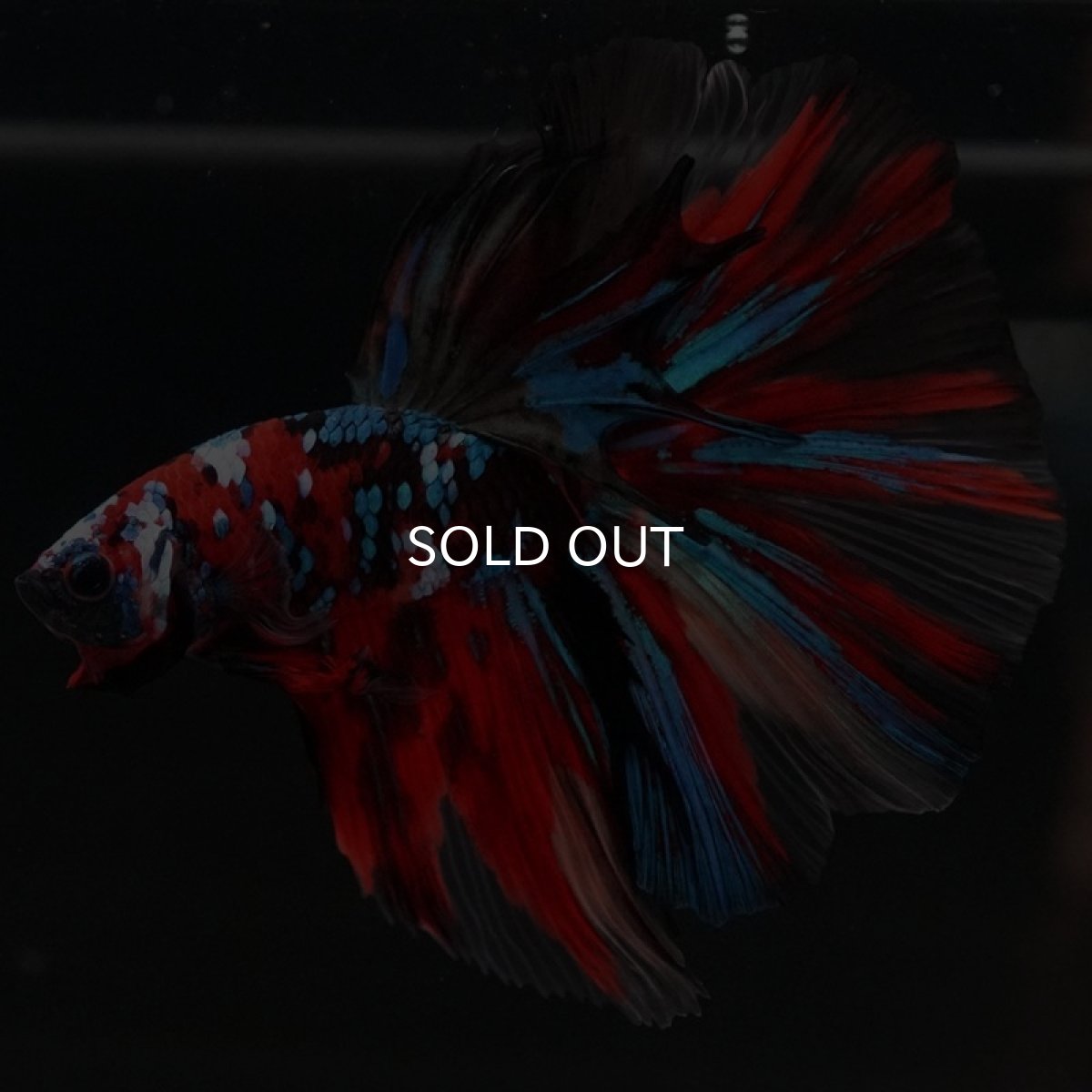 画像5: HM キャンディ (5)