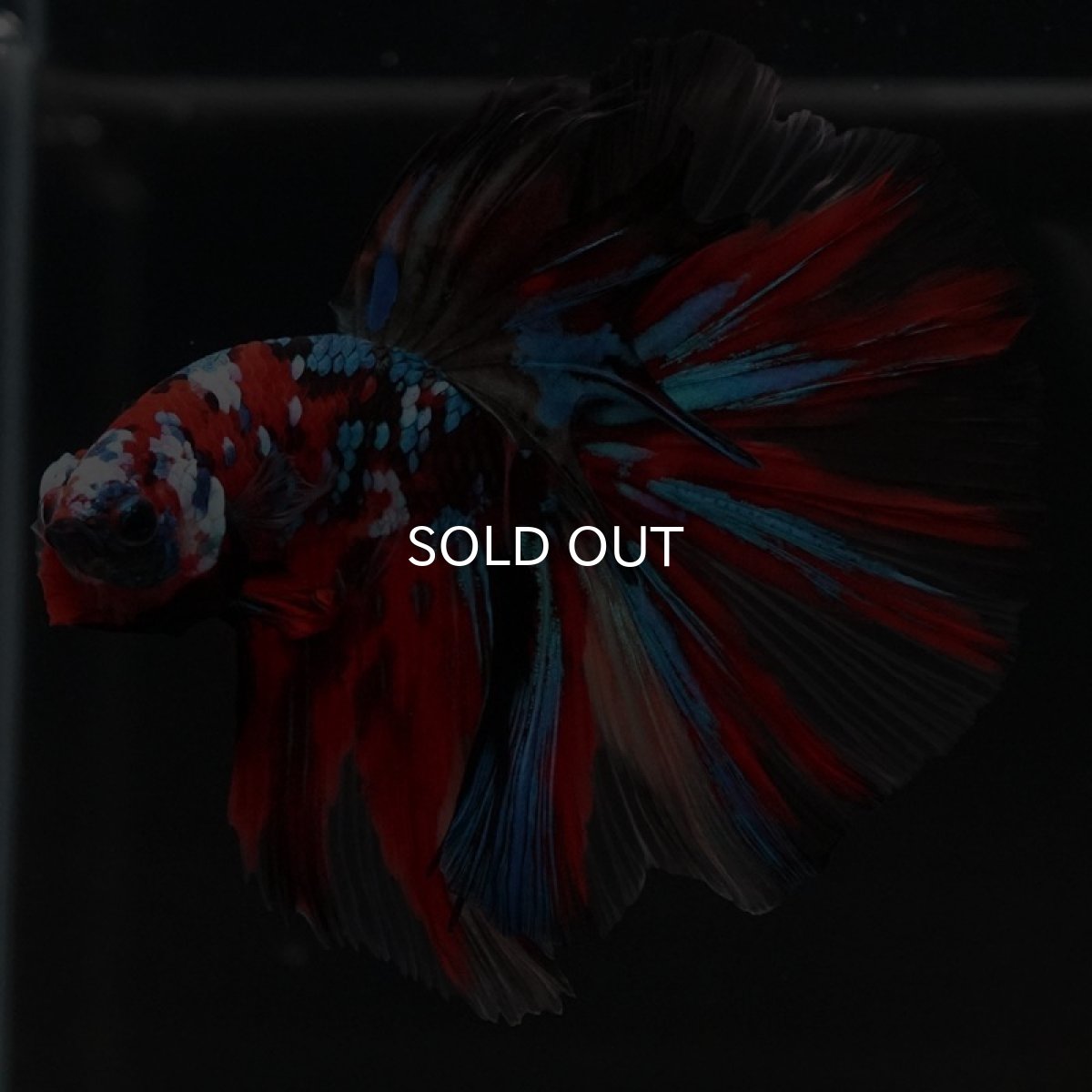 画像4: HM キャンディ (4)