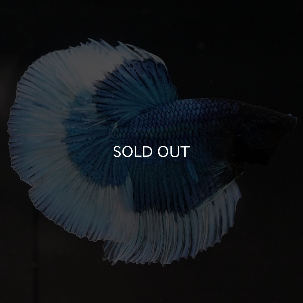 画像5: HM ブルーバタフライ (5)