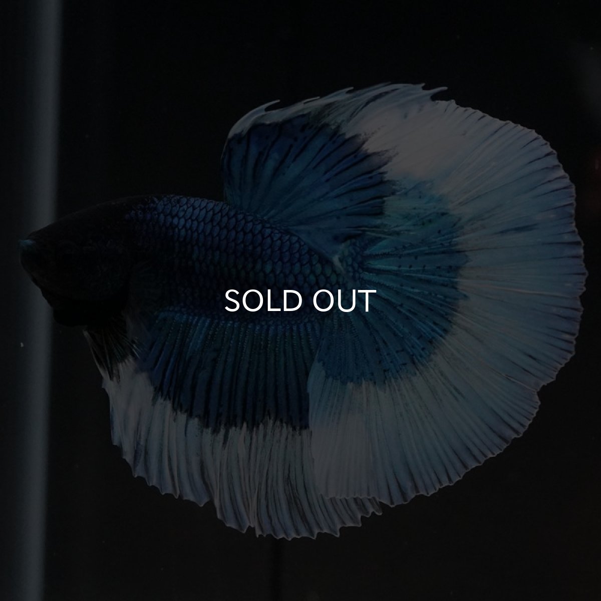 画像2: HM ブルーバタフライ (2)