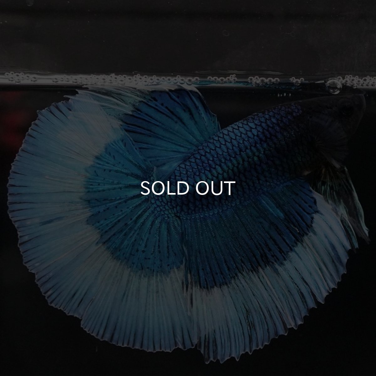 画像3: HM ブルーバタフライ (3)