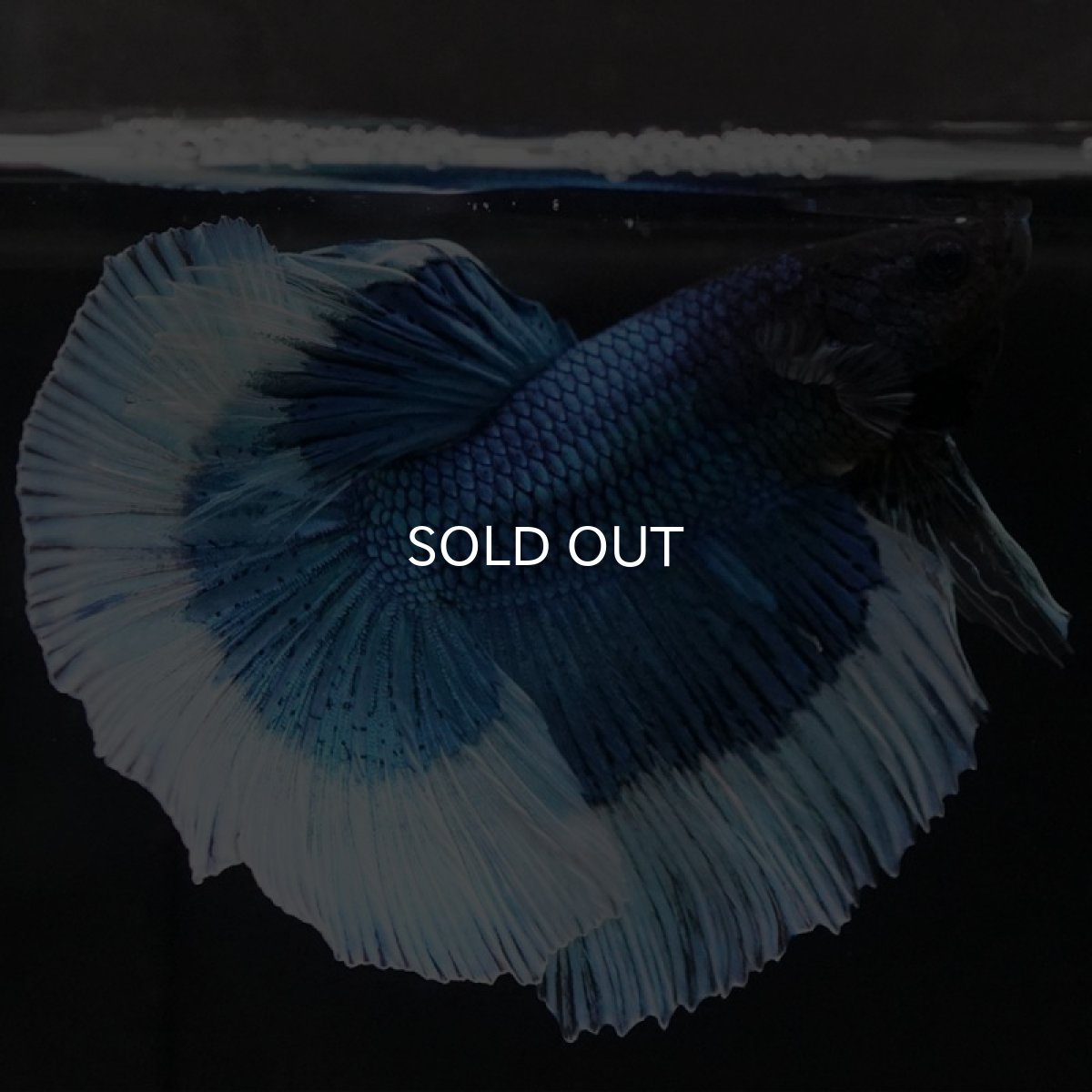 画像4: HM ブルーバタフライ (4)