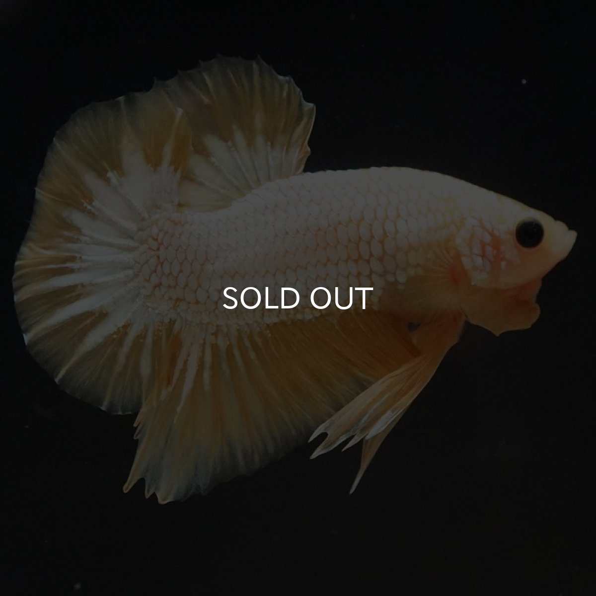 画像9: HMPK イエローファンシー (9)