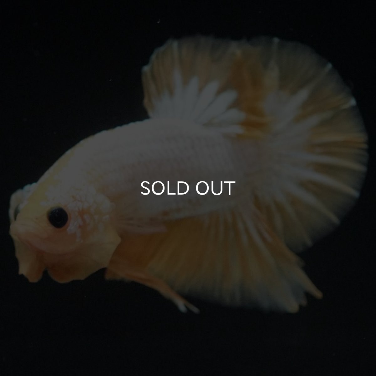 画像8: HMPK イエローファンシー (8)