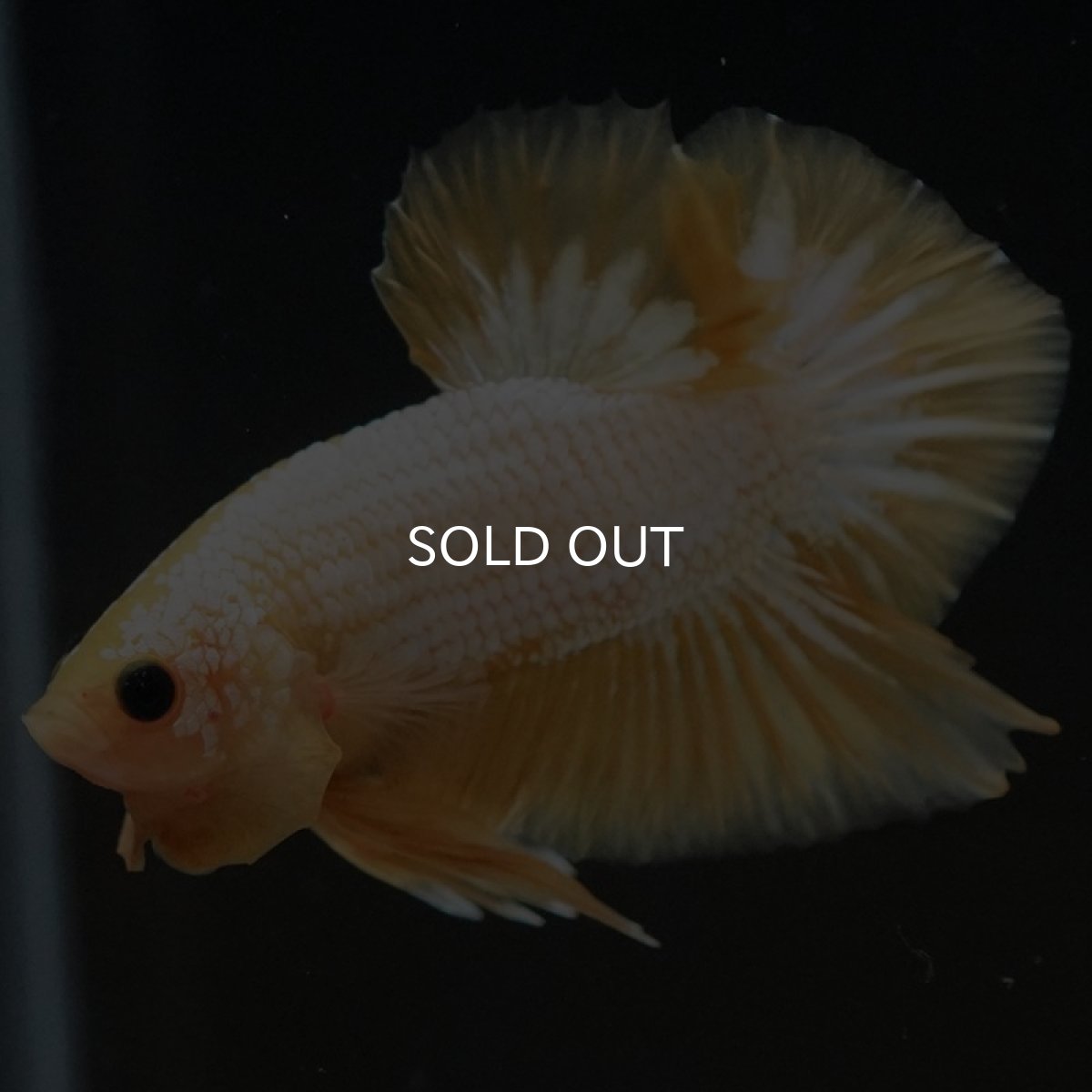 画像6: HMPK イエローファンシー (6)