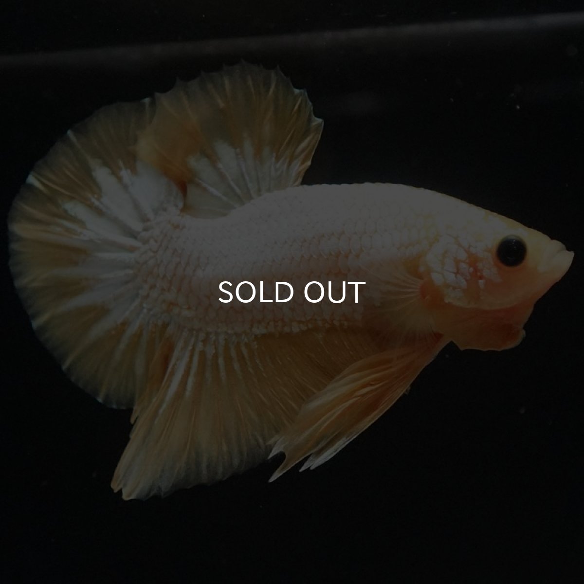 画像7: HMPK イエローファンシー (7)