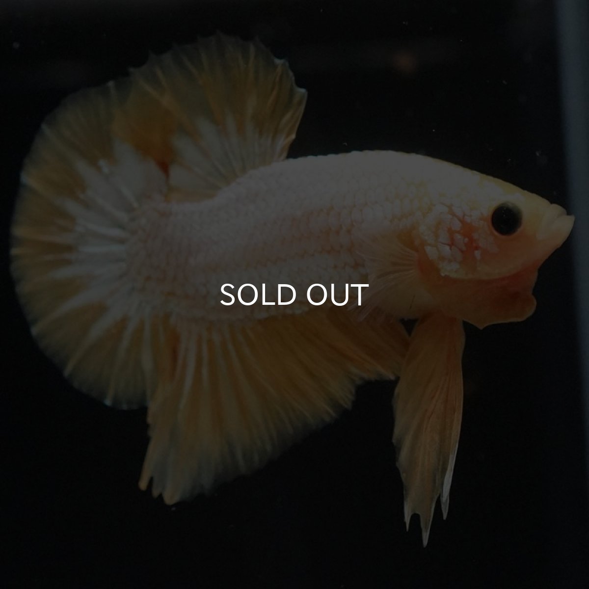 画像5: HMPK イエローファンシー (5)