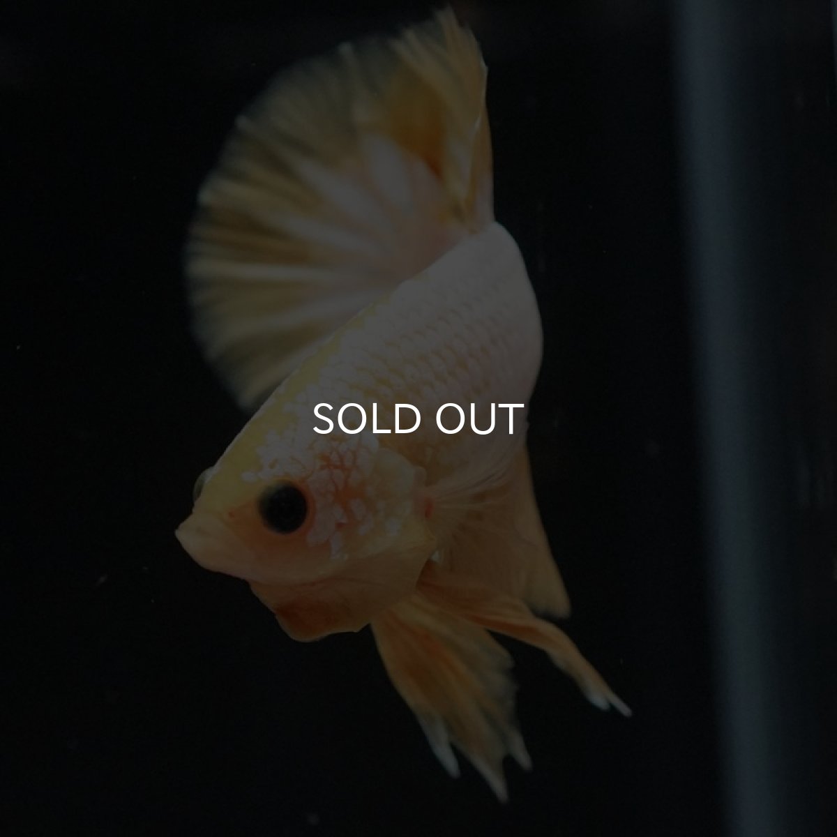 画像4: HMPK イエローファンシー (4)