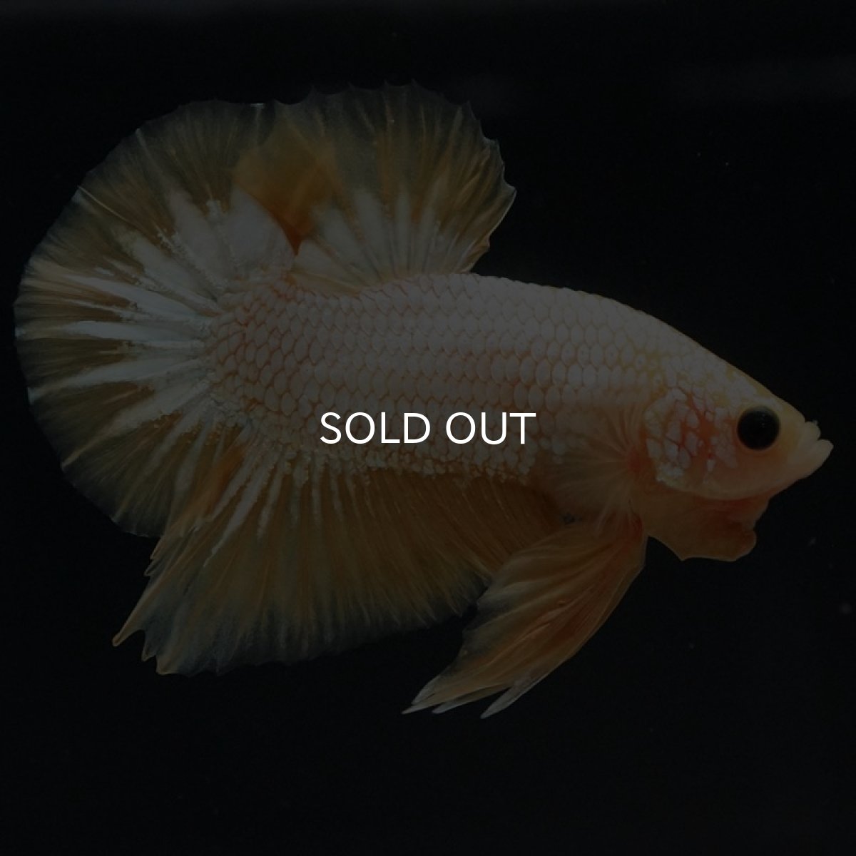 画像2: HMPK イエローファンシー (2)