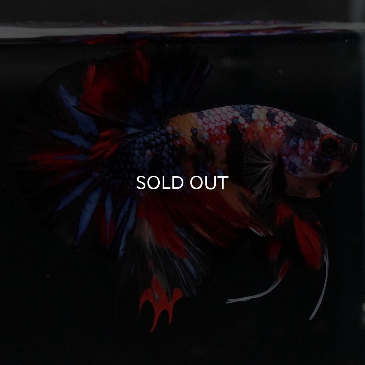 画像9: HMPK　キャンディ (9)