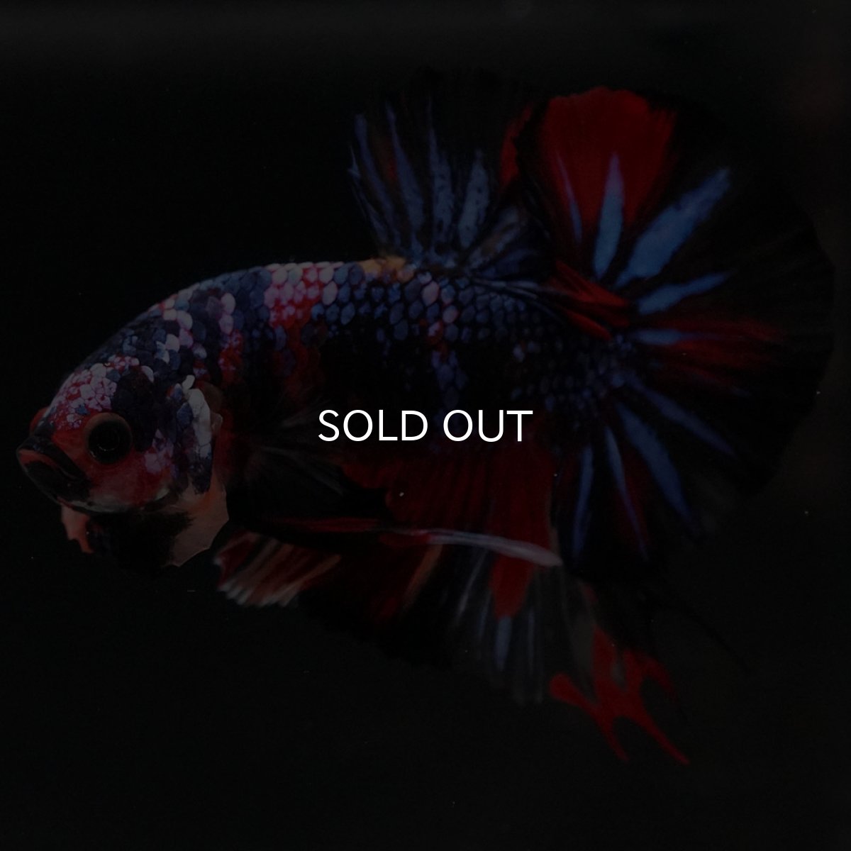 画像10: HMPK　キャンディ (10)