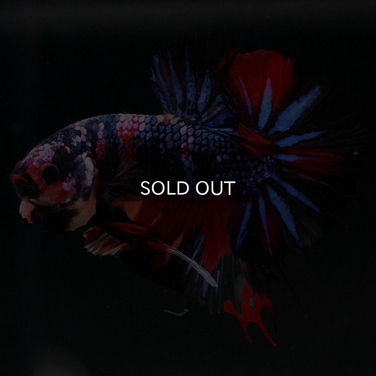 画像2: HMPK　キャンディ (2)