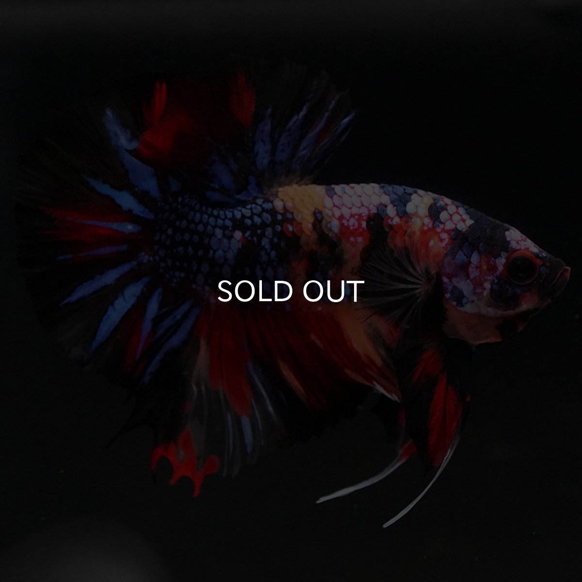 画像7: HMPK　キャンディ (7)