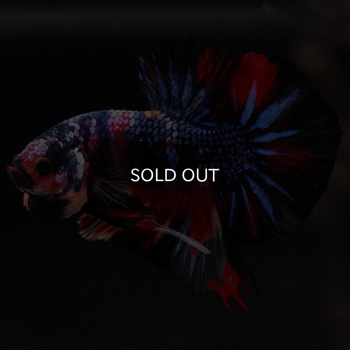 画像8: HMPK　キャンディ (8)