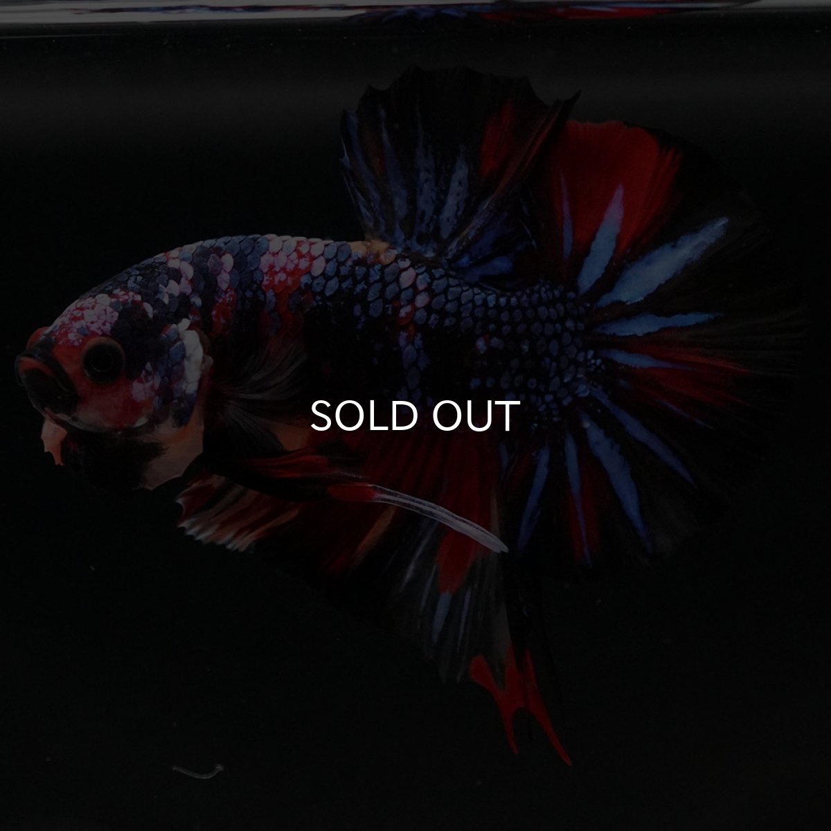 画像6: HMPK　キャンディ (6)