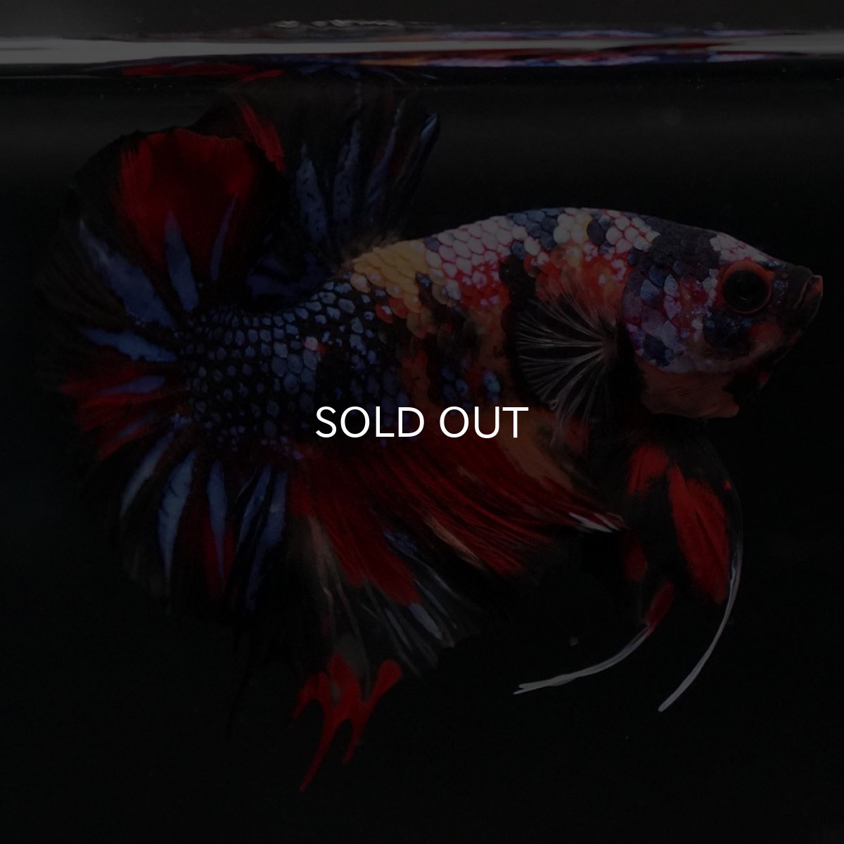 画像5: HMPK　キャンディ (5)