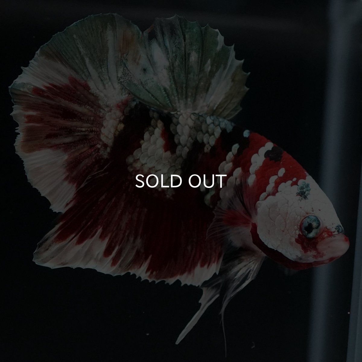 画像7: HMPK 鯉カッパー (7)